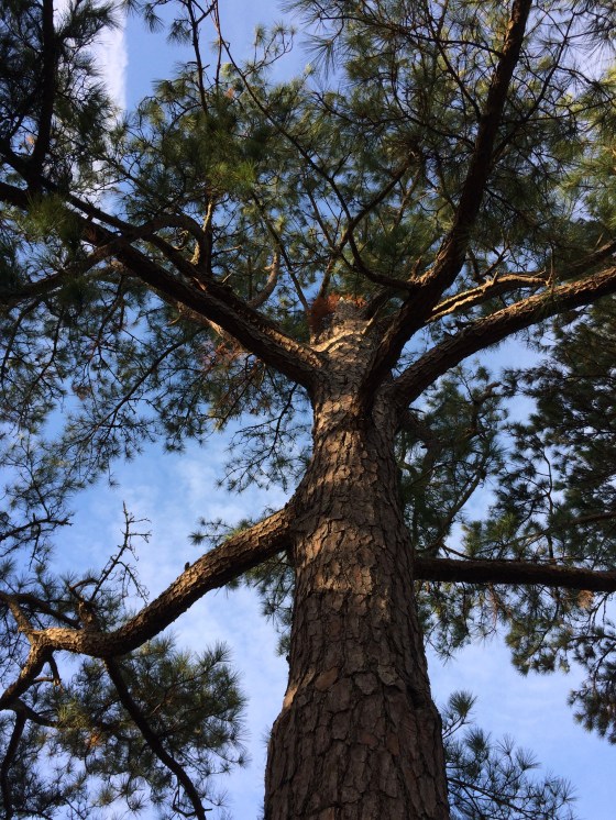 Stand Tall and Proud