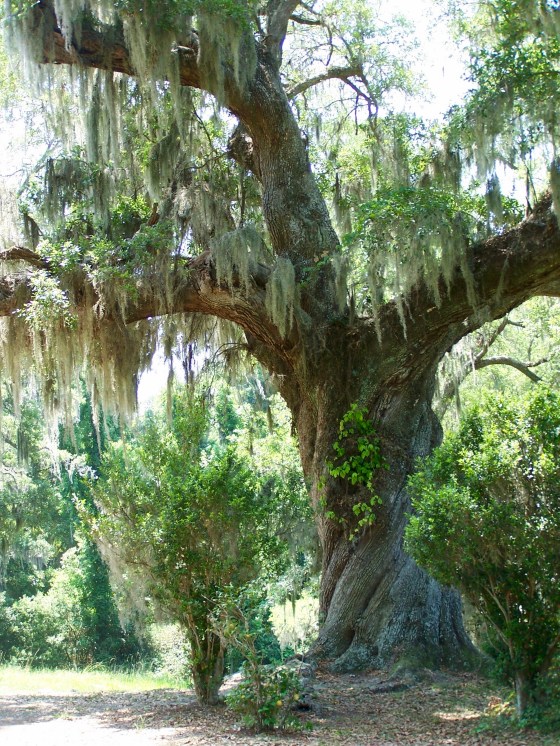 Grand Oak Tree - Mebkin Abbey