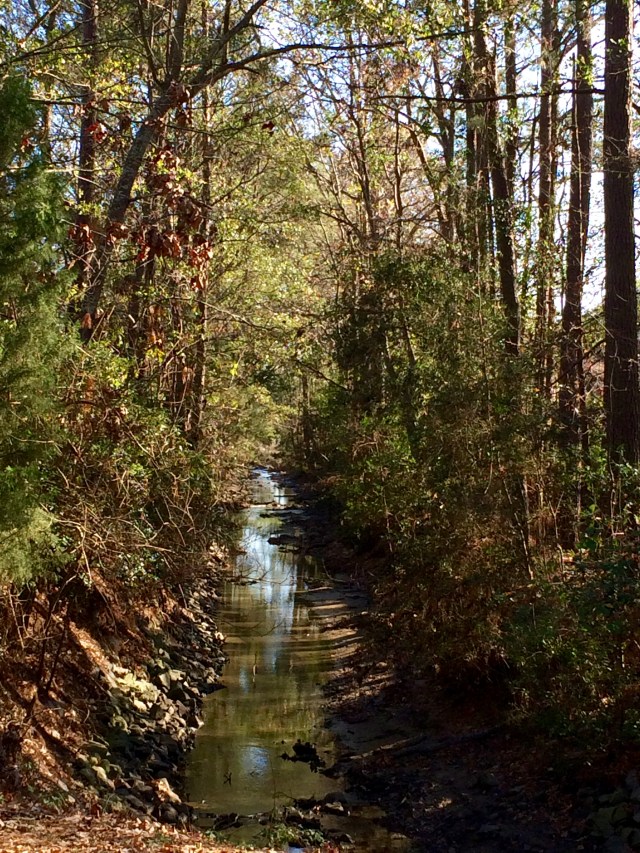 Afternoon Walk - February 2017