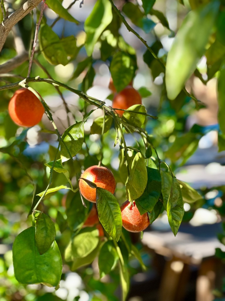 Potted green plant, looks like oranges, orange fruit, a type of lime, sunshine in january, charleston sc