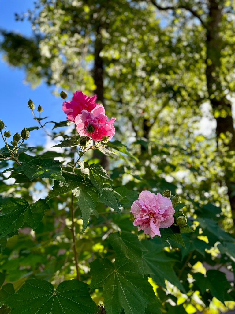Photo of flowering bush with big green leaves, beautiful pink flowers, sunlight, trees, blue sky