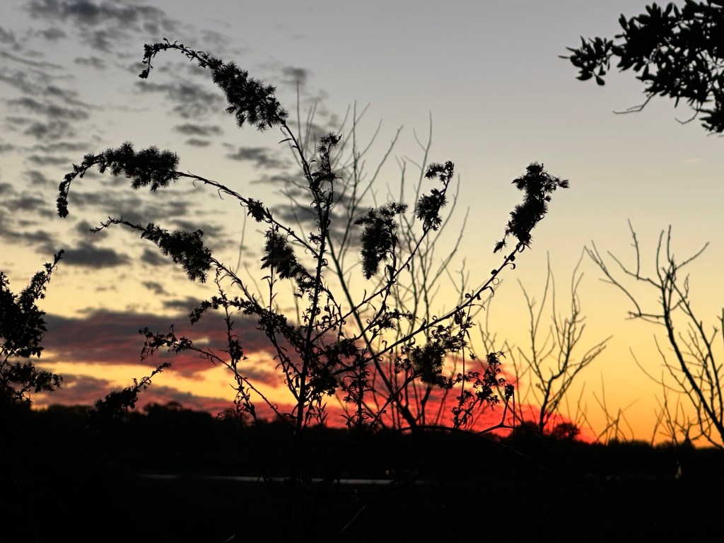 Marsh at sunset with orange sky, horizon is blurry, cool plant is crisp and clear.