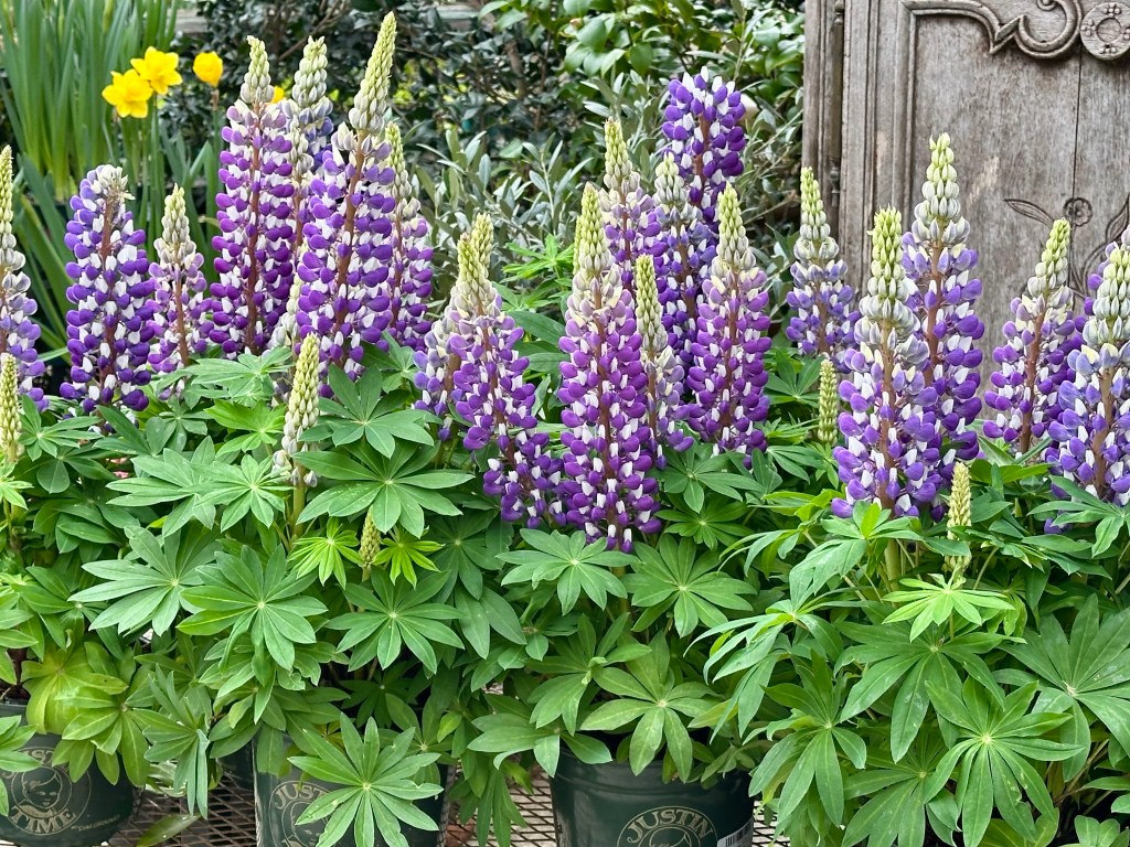 Lupine (plant) blooming, purple cone shaped flowers, green pointed leaves, striking combination