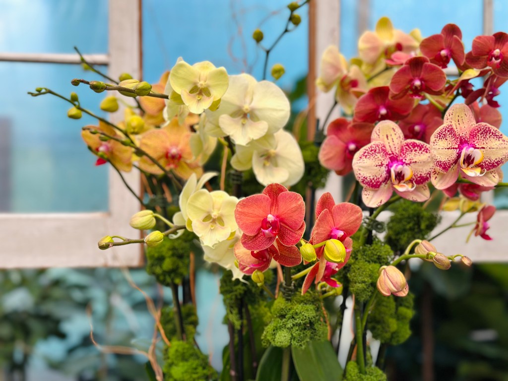 Large pot of orchids, off white, burgundy and speckled colors, moss, window backdrop, Abide-A-While, nursery, mount pleasant, sc
