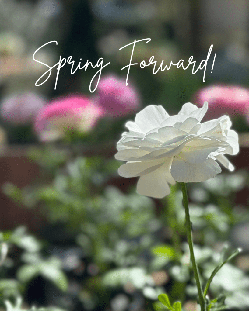 White flower closeup, pink flowers blurred in the background, greenery, "Spring Forward!"
