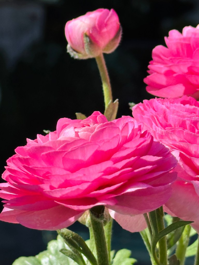 Pink flower, pink flower bud, black background, green stems and leaves, spring