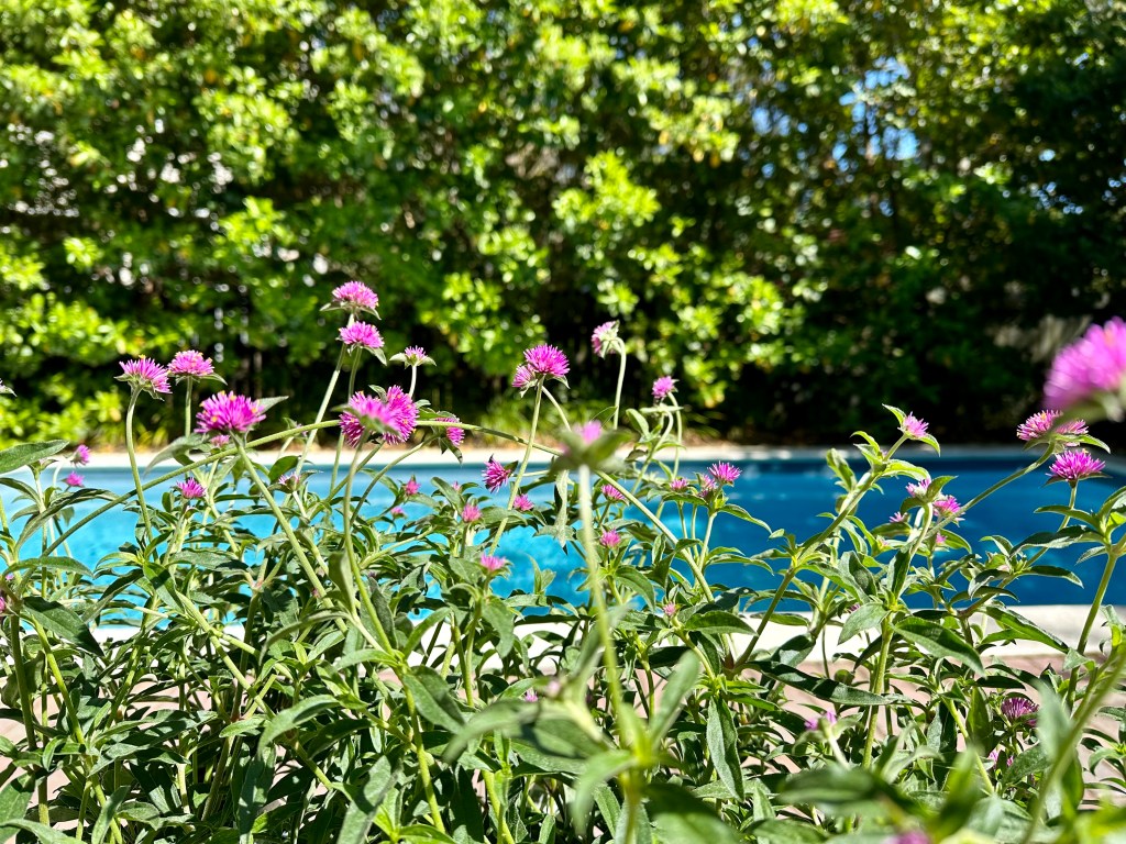 Flowers with pink buds and green leaves, tall shrubs, pool