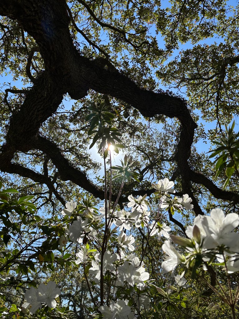 Blue sky with live oak limbs reaching for the sky, azalea blooms - white, spring, charleston sc