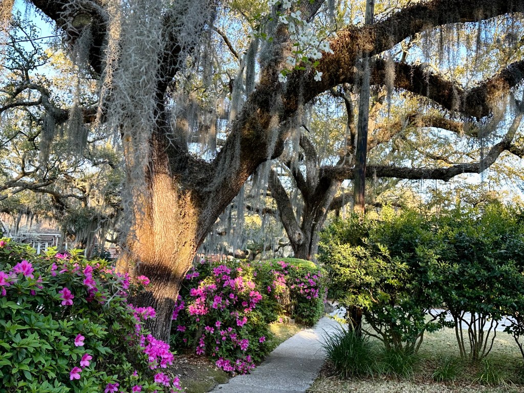 large live oak trees, spanish moss, flowering bright pink azaleas, springtime