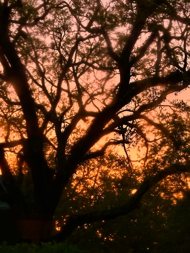 Orangey yellow sky at sunset, large live oak tree in darkness, raindrops on window