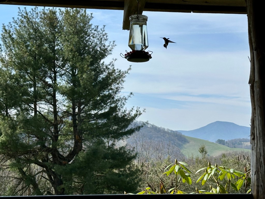 mountains, tree, hummingbird feeder, hummingbird