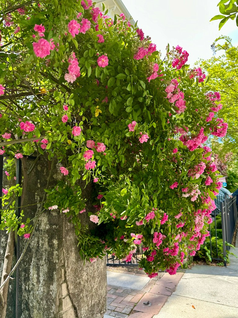 Climbing flower on a gate, pink flowers, roses maybe, charleston, sc