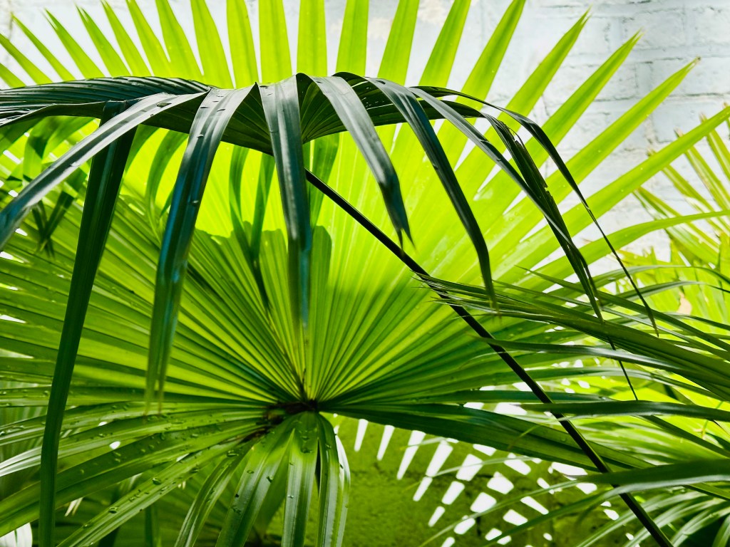 palms in sunshine, white brick wall, close up, charleston sc