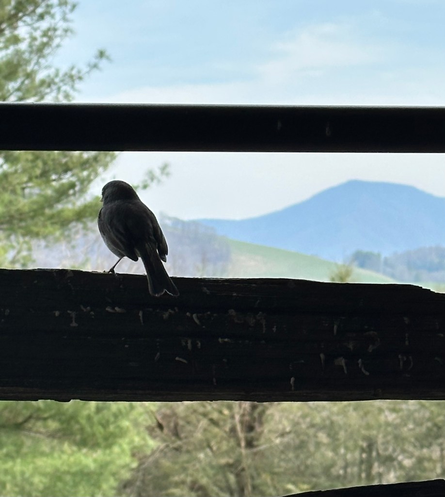 Bird perched on a railing, looking out over the Great Smoky Mountains, Waynesville, North Carolina