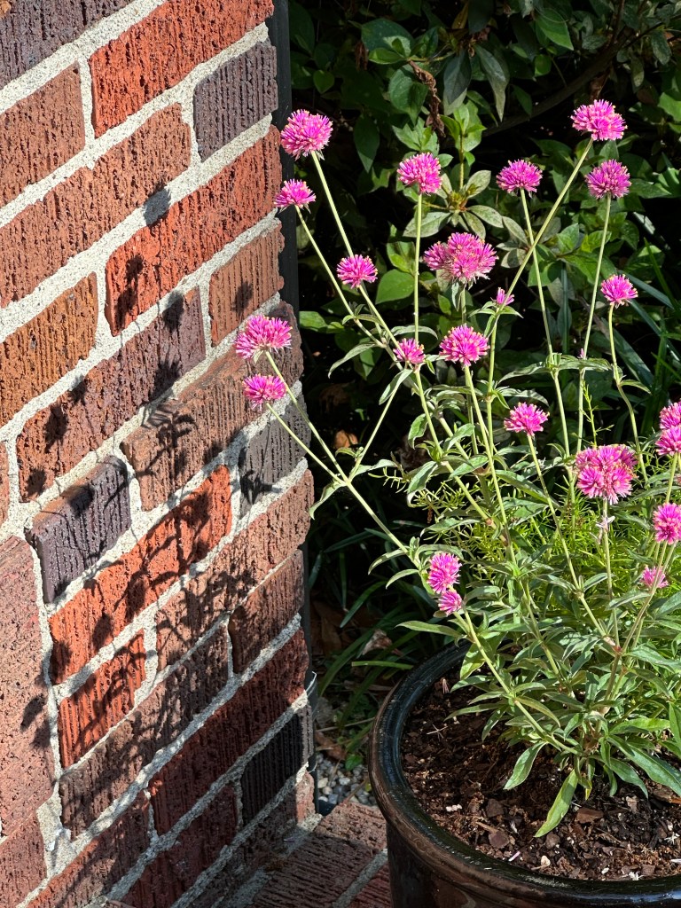 black flower pot on brick steps, pink flowers, green leaves, gomphrena plant, shadows from flowers against brick