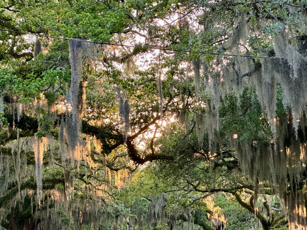 live oak trees, spanish moss, sunset, beauty