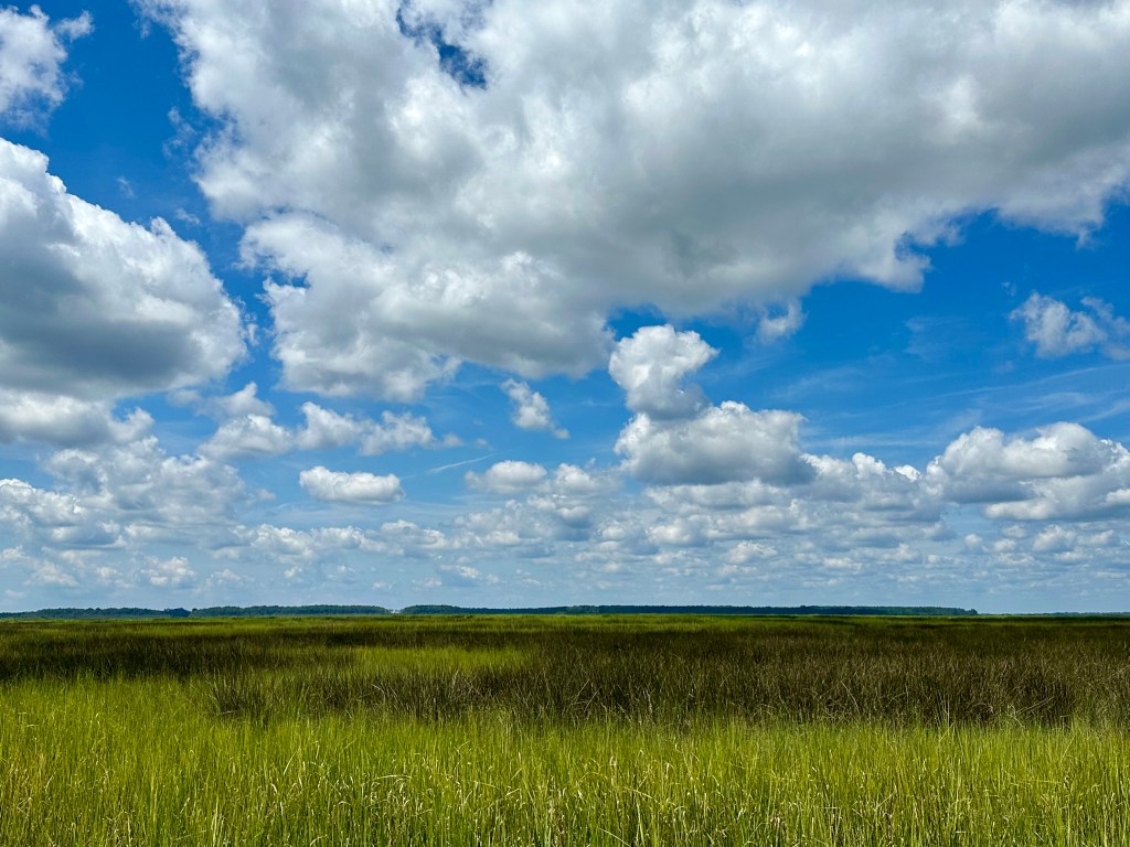 marsh grass with blue sky and puffy clouds