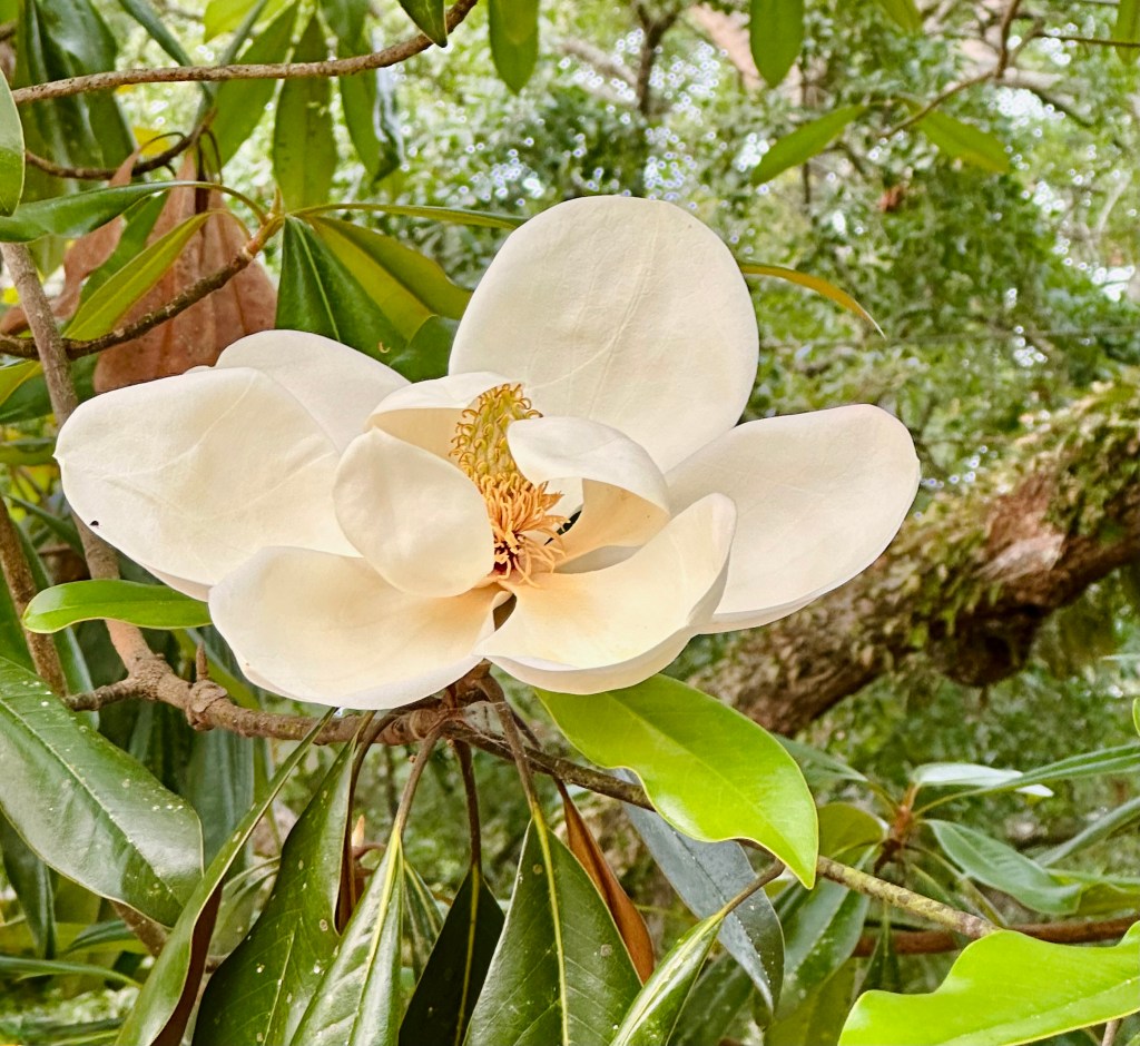 Magnolia tree, open magnolia cream color bloom, perfection