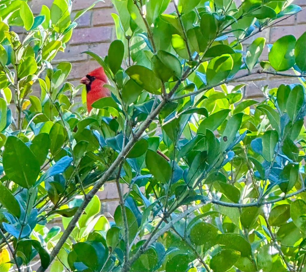 Bright red cardinal male in shrubs