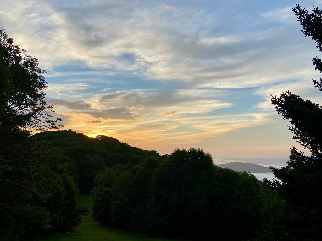 trees with mountains and fog in the distance