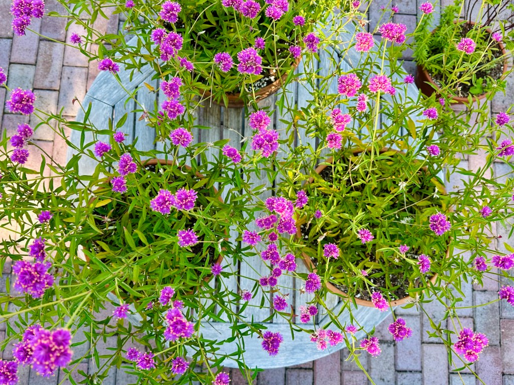 Explosion of pink flowers on teak table v2
