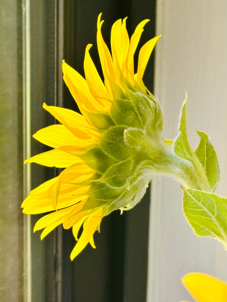 Sunflower looking out the window.