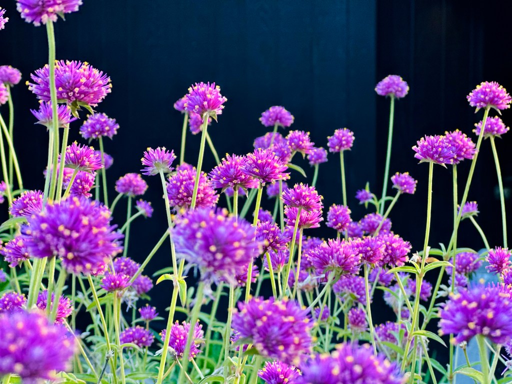 Bright pink blooms on a flower with thin green stem against dark building