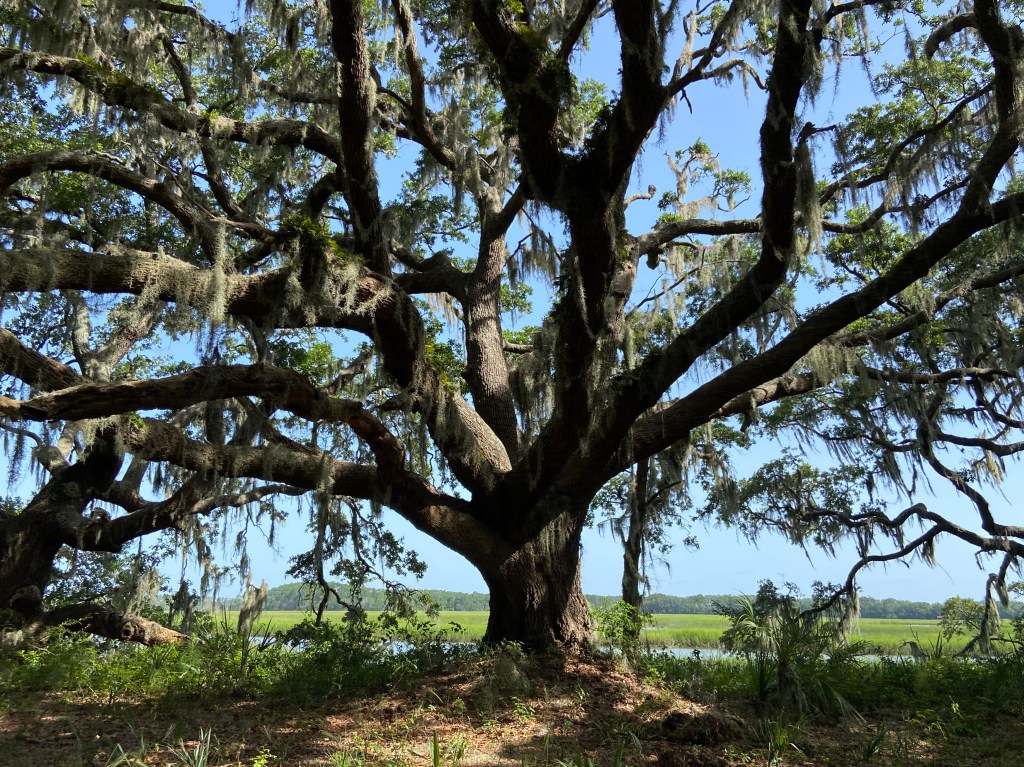Live oak tree, marsh, water