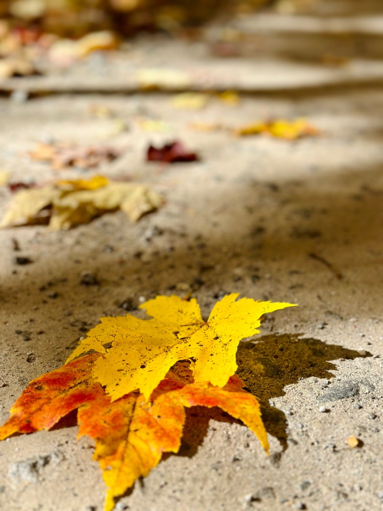 dirt road with scattered autumn leaves in yellows and reds