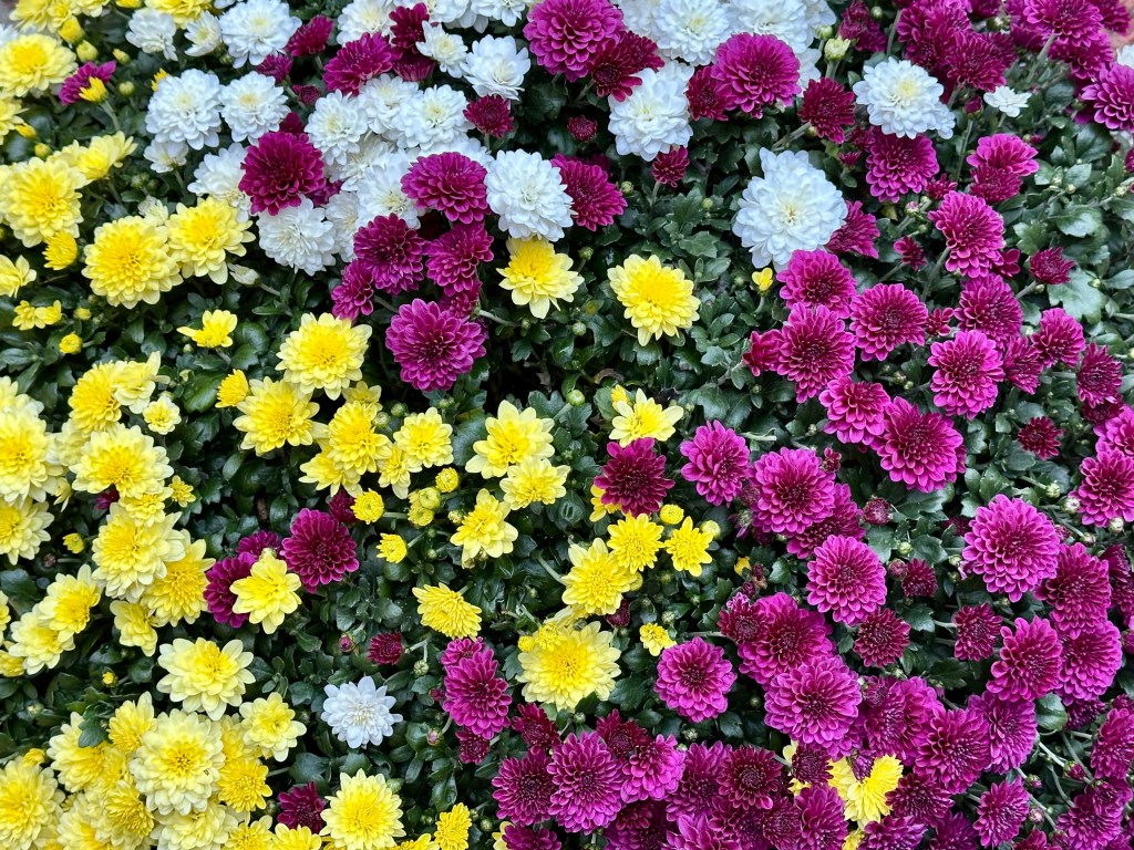 a burst of mums in purple, yellow and white