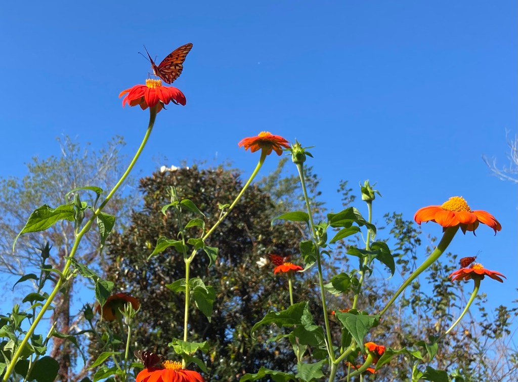 blue sky, orange flowers, butterflies