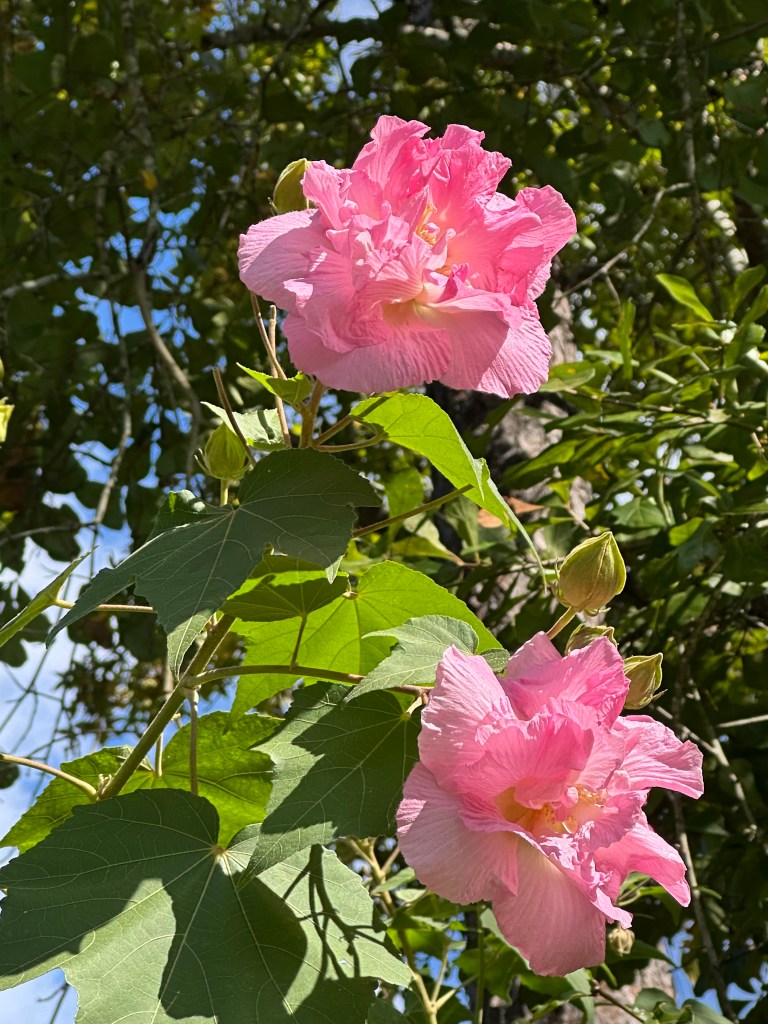 pink "confederate roses" in south carolina