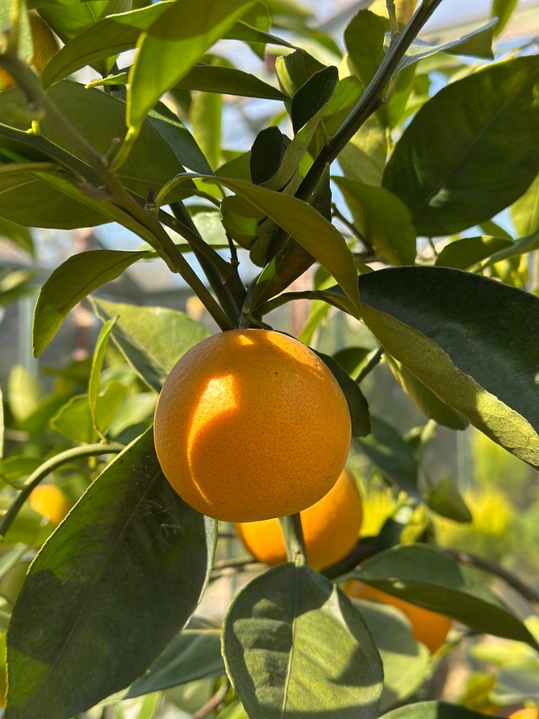 Citrus tree outside