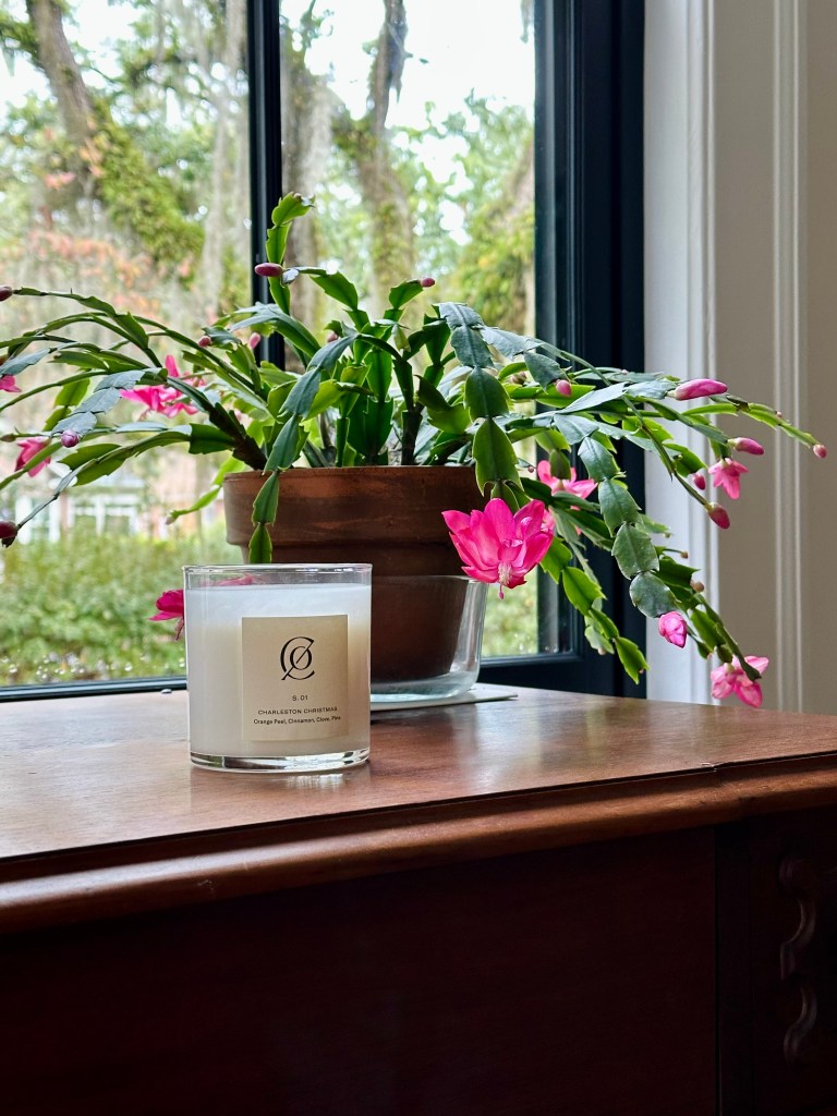 Christmas Cactus blooming in hot pink and Charleston Christmas Candle