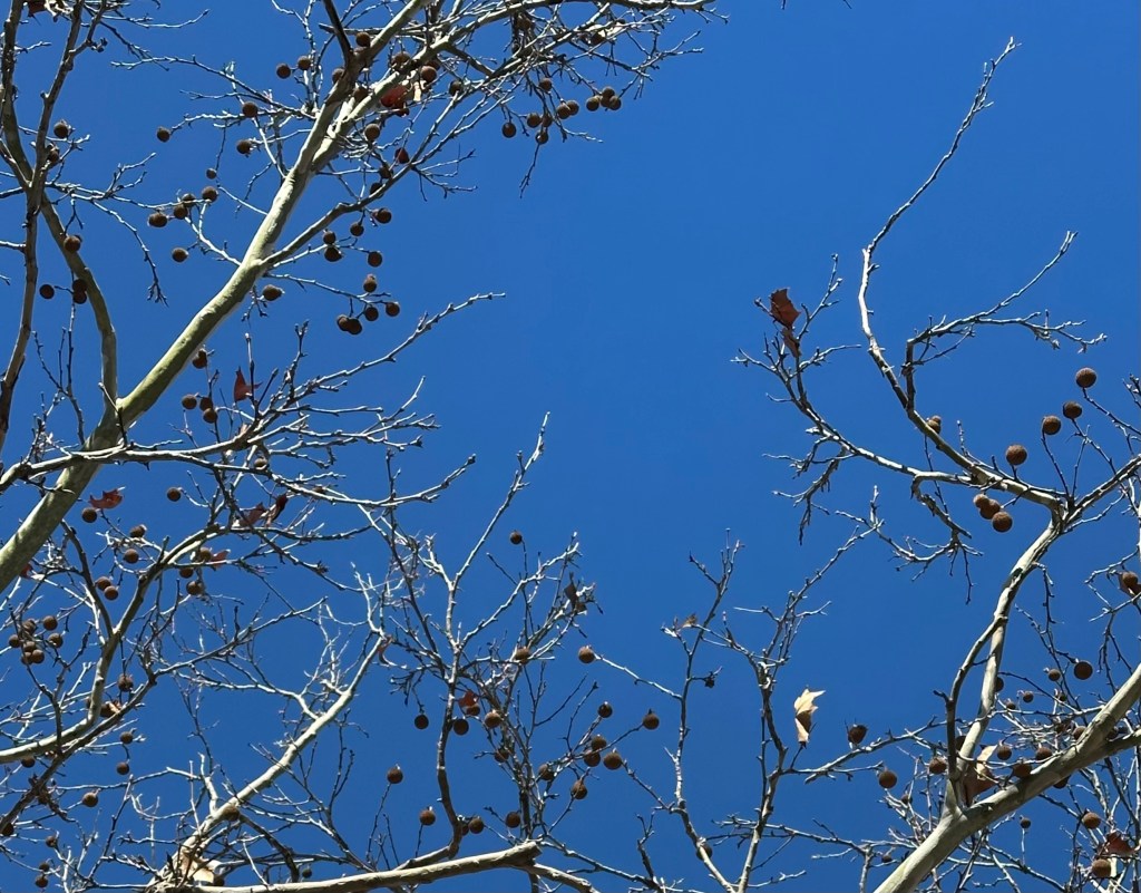 blue sky bare tree - winter