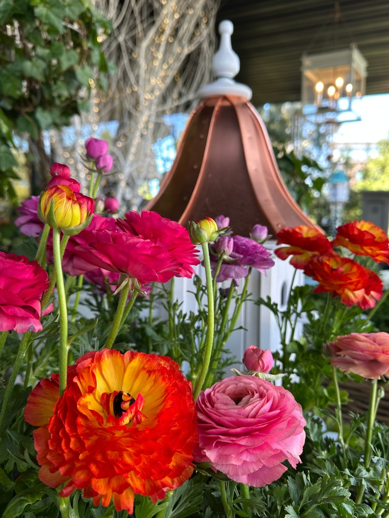 Colorful flowers at a nursery/design store