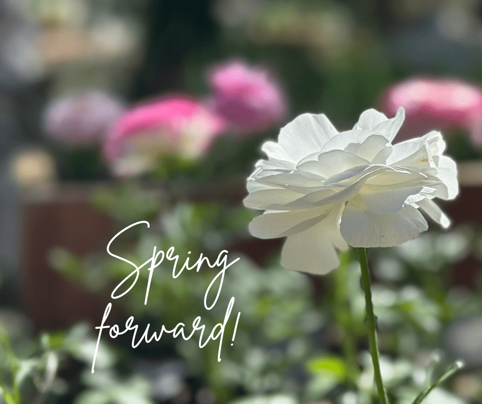 Spring Ahead text on image of white flower with green background
